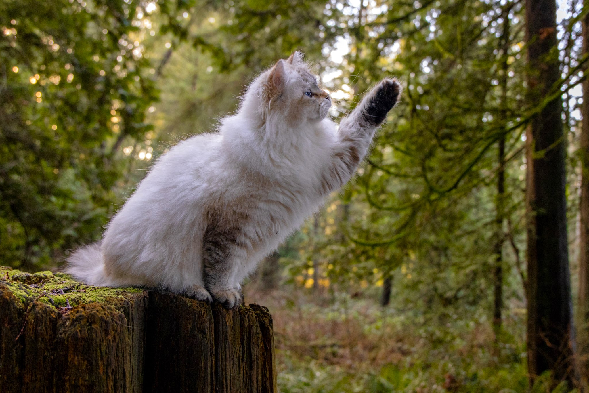 Sasha the Neva Masquerade Siberian queen cat, 4 years old